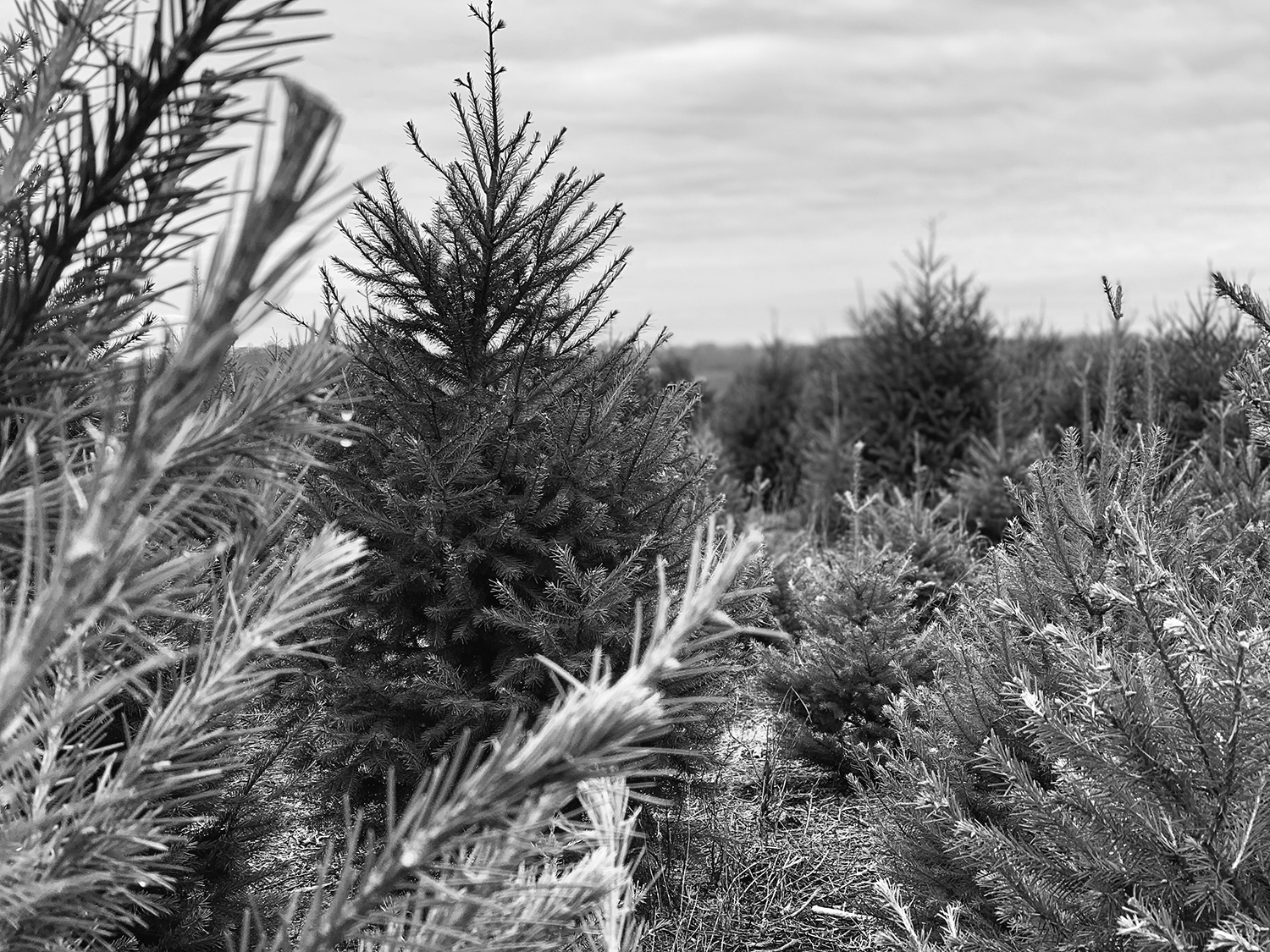 trees-bw